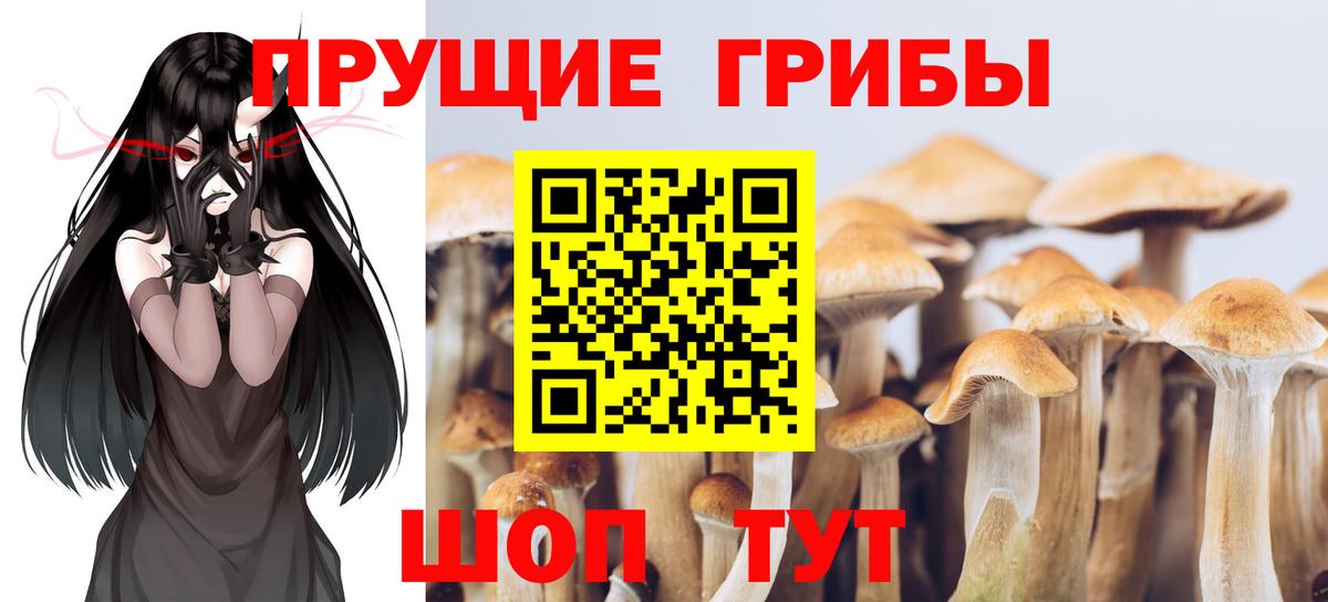 Псилоцибиновые грибы Cubensis Тулун